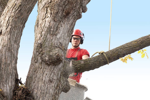 Best Tree Maintenance Programs  in Osceola, IA